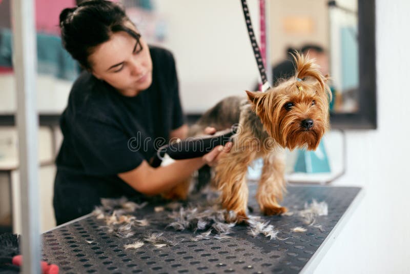 Pet Grooming Salon. Dog Getting Hair Cut At Animal Spa Salon