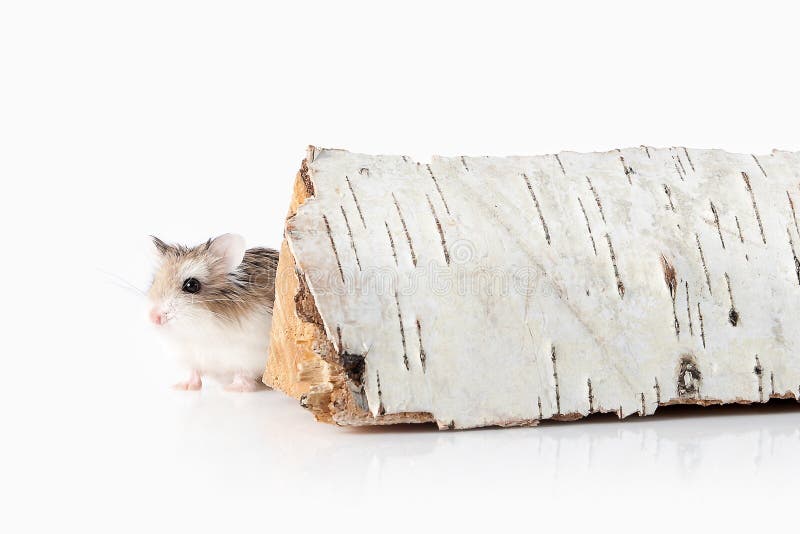 pet Hamster de Roborovski d'isolement sur le fond blanc image libre de droits pet Hamster de Roborovski d'isolement sur le fond blanc image libre de droits