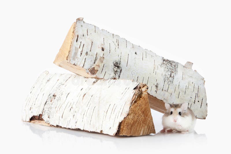 pet Hamster de Roborovski d'isolement sur le fond blanc photographie stock libre de droits pet Hamster de Roborovski d'isolement sur le fond blanc photographie stock libre de droits