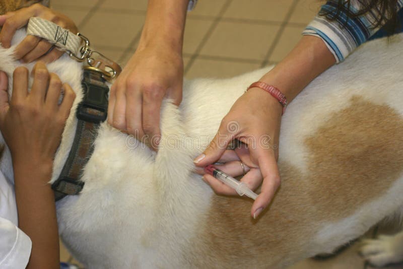 Hund immer seine Immunisierung erschossen.