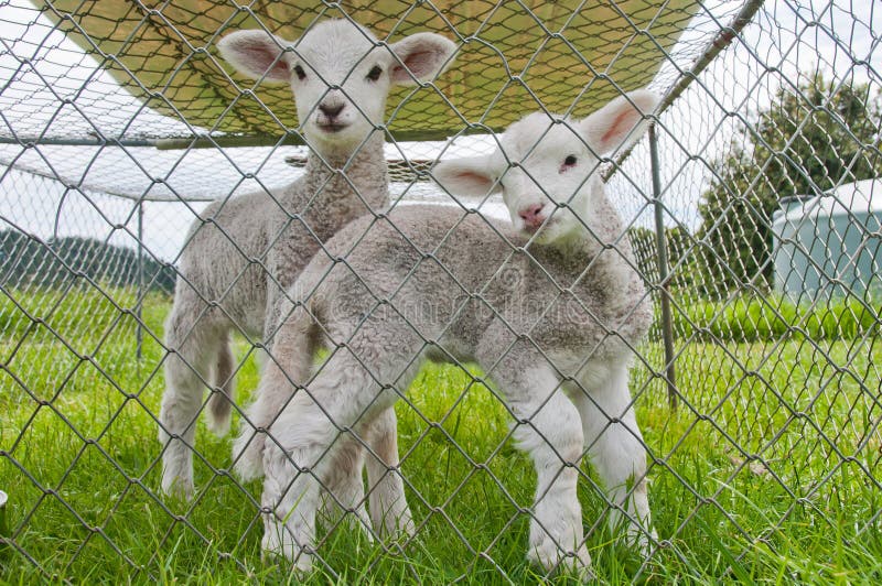 Pet lambs stock photo. Image of domestic, cage, cute 22067800