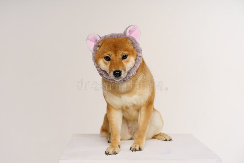 Pet Lover Concept. Japanese Dog on Light Background with Headband in Form Cat Stock Photo - Image of animal, brown: 237195276 Pet Lover Concept. Japanese Dog on Light Background with Headband in Form Cat Stock Photo - Image of animal, brown: 237195276