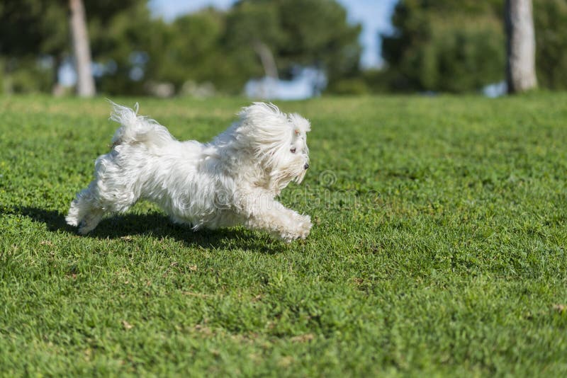 Pet. stock photo. Image of hairdressing, animal, field 56917200