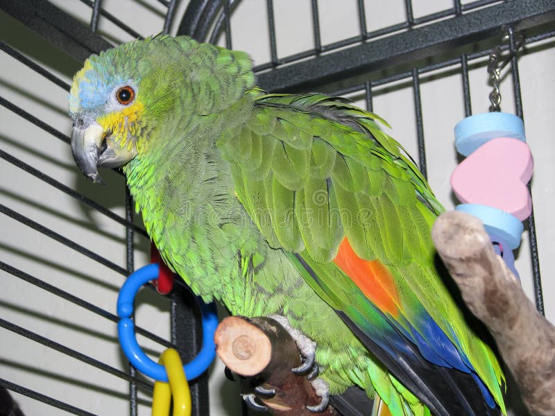 Pet Orangewinged Amazon Parrot Perching in it`s Cage. Stock Photo