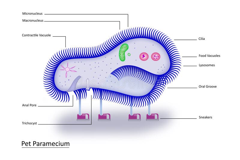 Pet Paramecium royalty free illustration