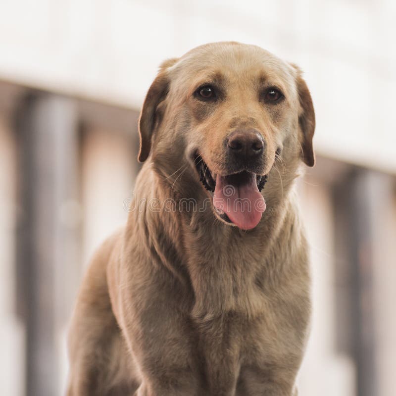 Pet portrait of friendly dog.