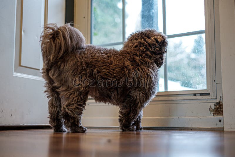 Pet in quarantine stock photo. Image of portraitphotography 179685346