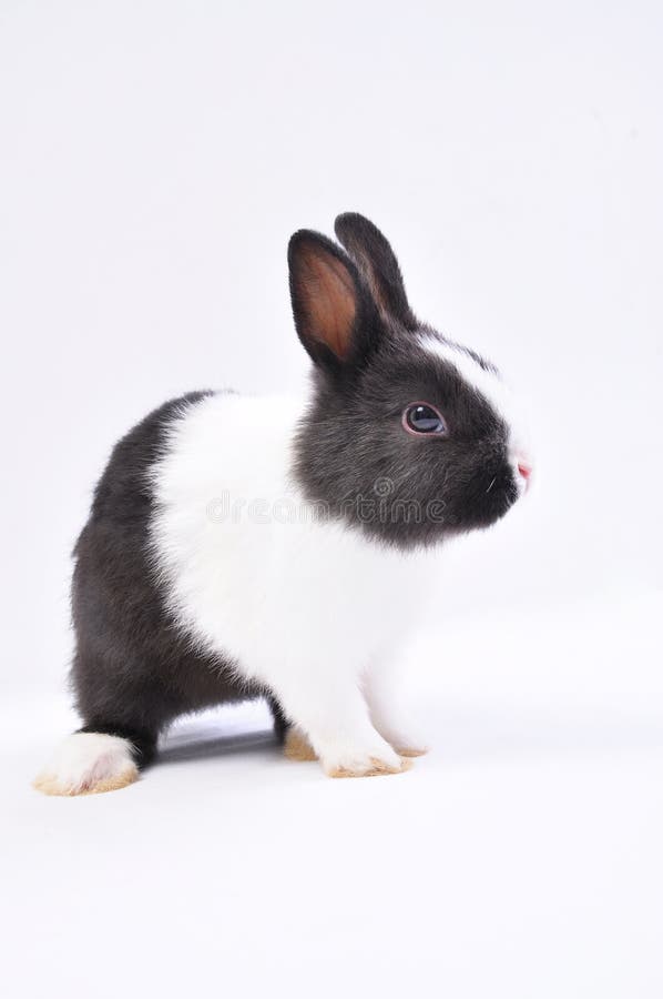 Pet rabbit in white backgroundï¼ŒBlack and white hair color