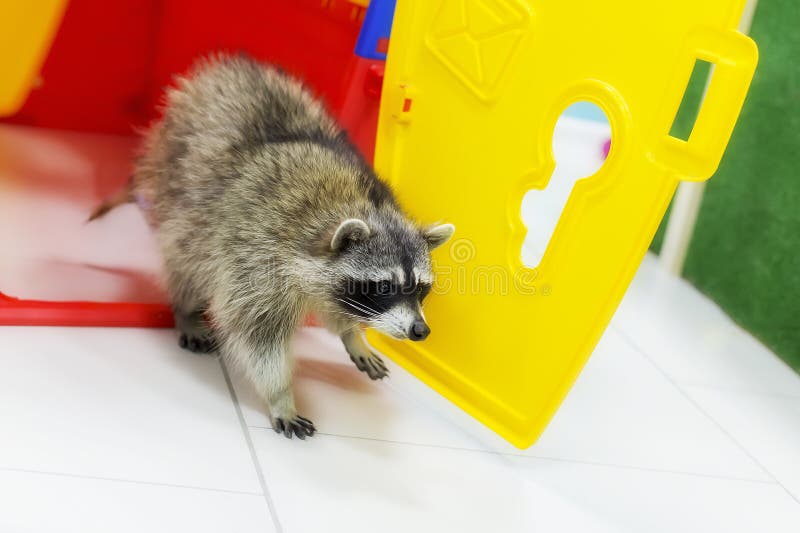 Raccoon Gargle with Gray Thick Wool Lies in the Premises of the Stock