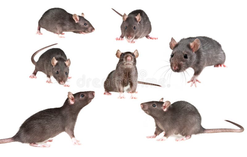 Pet rat collection stock photo. Image of smell, cute 21652090