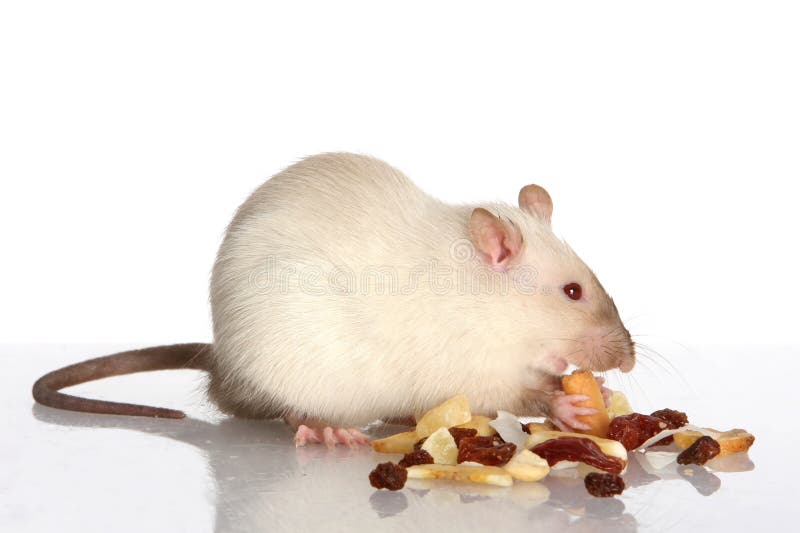 Pet Rat Eating stock photo. Image of brown, hungry, corn 11728076