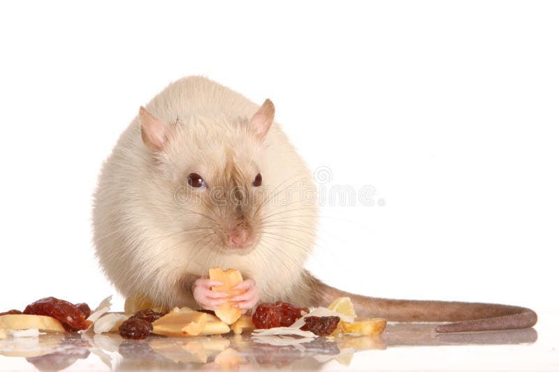 Pet Rat Eating Nuts