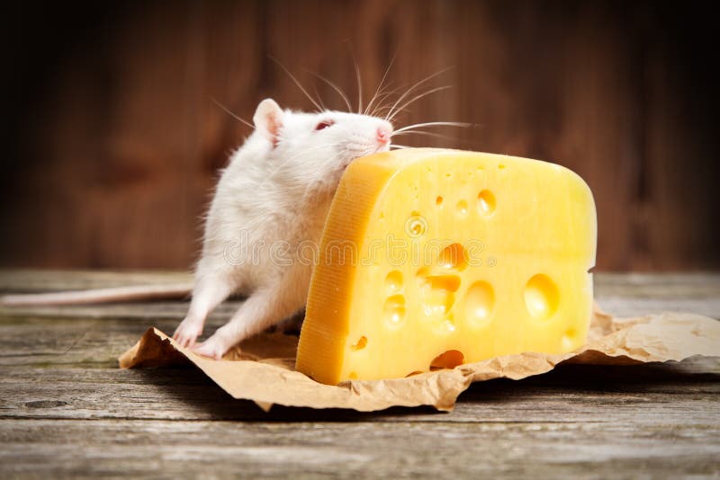 Pet Rat with a Large Piece of Cheese Stock Image Image of whiskers