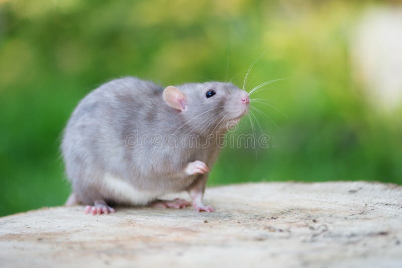 Pet rat posing outdoors stock photo. Image of mouse, domestic 76570514