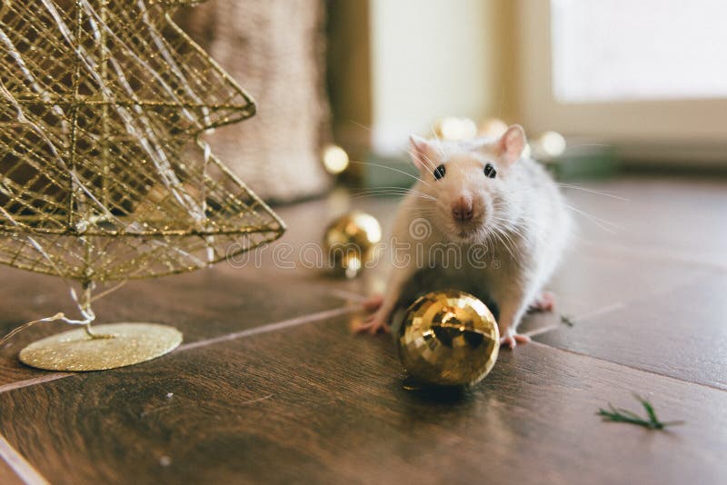 New home for mice stock photo. Image of rats, pest, battered - 5305864