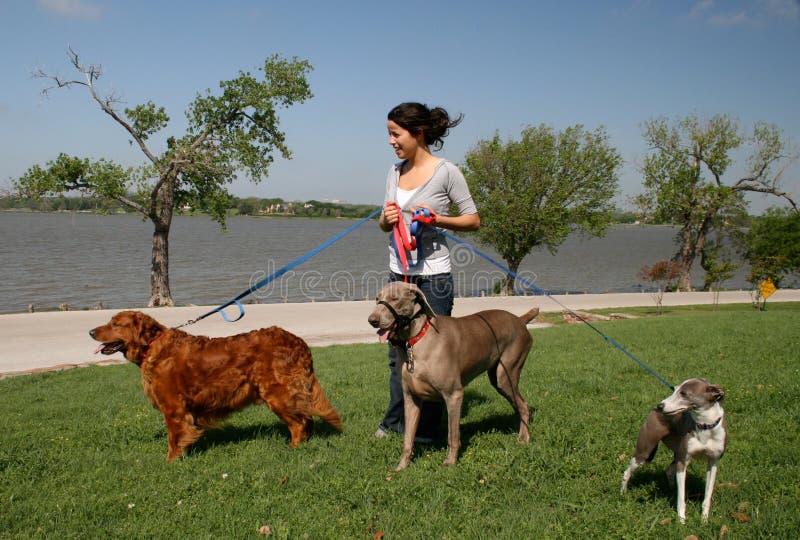 Mladá žena, která pracuje jako Pet Sitter, pěší tří psů na větrné dopoledne u jezera.