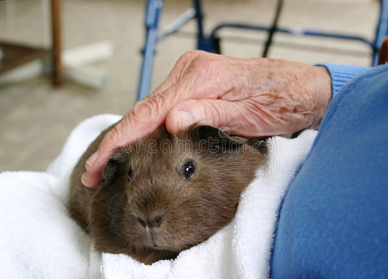 Pet therapy guinea pig