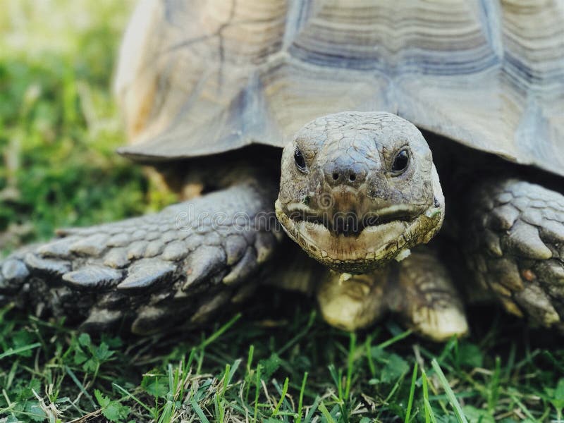 Pet turtle close up stock image