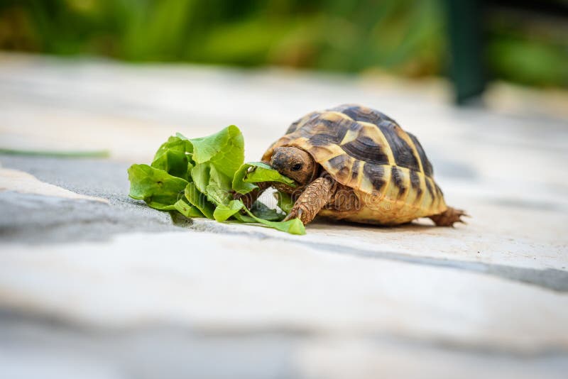 18,188 Pet Turtle Stock Photos - Free & Royalty-Free Stock Photos from  Dreamstime