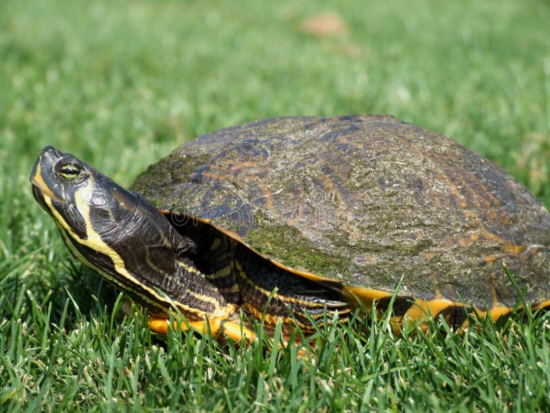 Pet Turtle In The Grass Picture. Image 2404811
