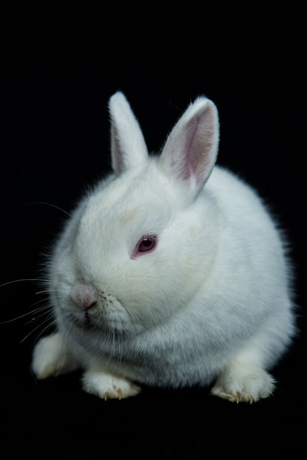 Pet Vienna White Rabbit With Albinism Stock Photo Image of albino
