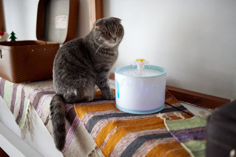 Pet Water Dispenser with Automatic Gravity Refill. Stock Image Image