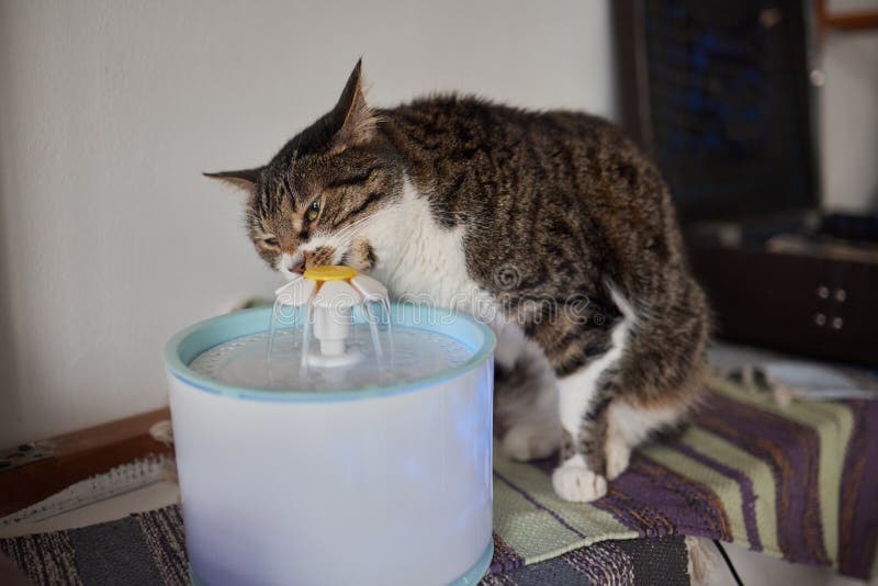 Pet Water Dispenser with Automatic Gravity Refill. Stock Image Image