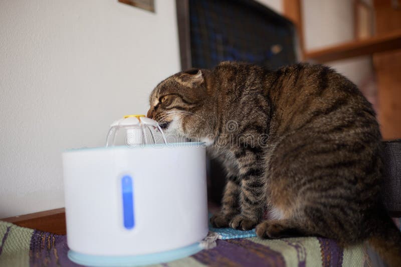 Pet Water Dispenser with Automatic Gravity Refill. Stock Photo Image