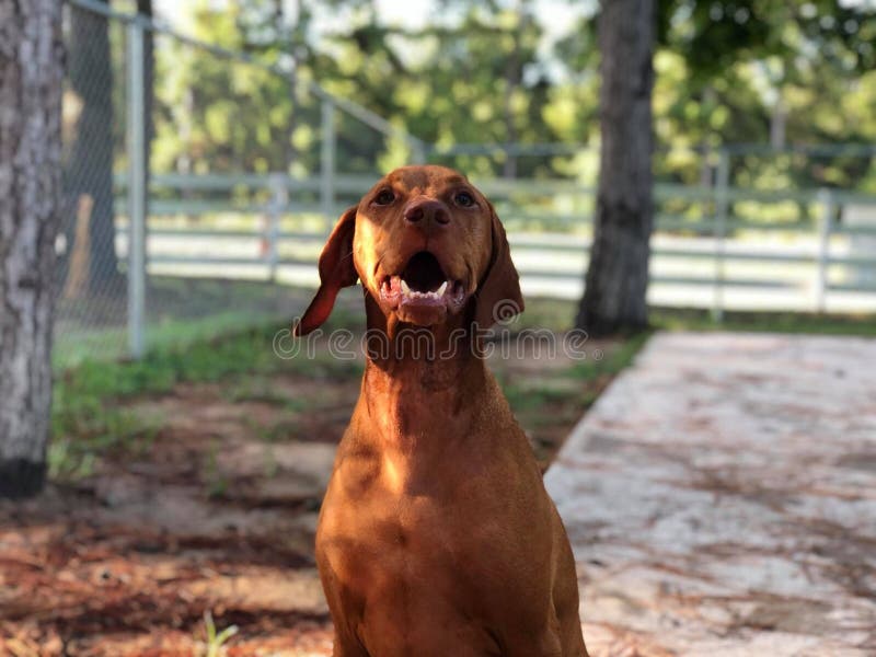 Pet που εκπαιδεύει το Μοντγκόμερυ - η υποχώρηση Barkly Pet στοκ φωτογραφίες Pet που εκπαιδεύει το Μοντγκόμερυ - η υποχώρηση Barkly Pet στοκ φωτογραφίες