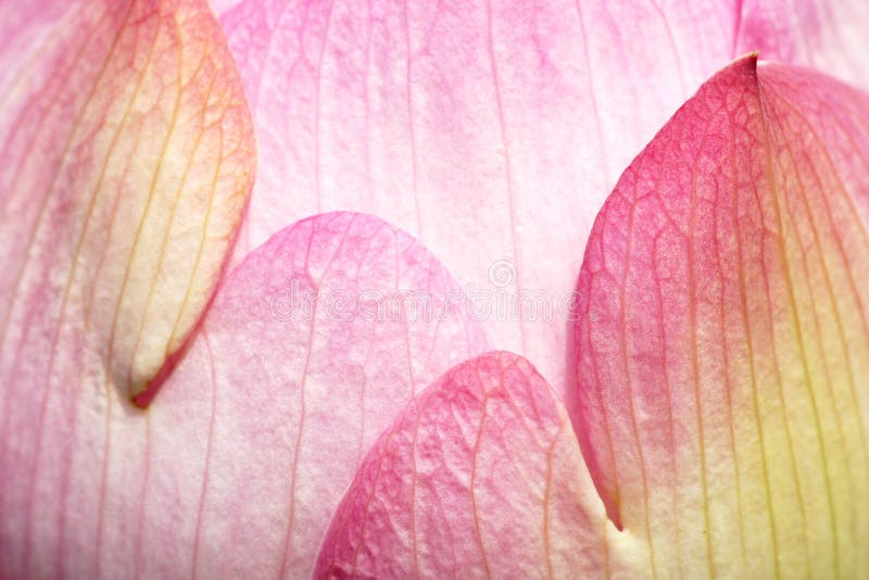 Lotus petal stock image. Image of leaf, leaves, green 43167313