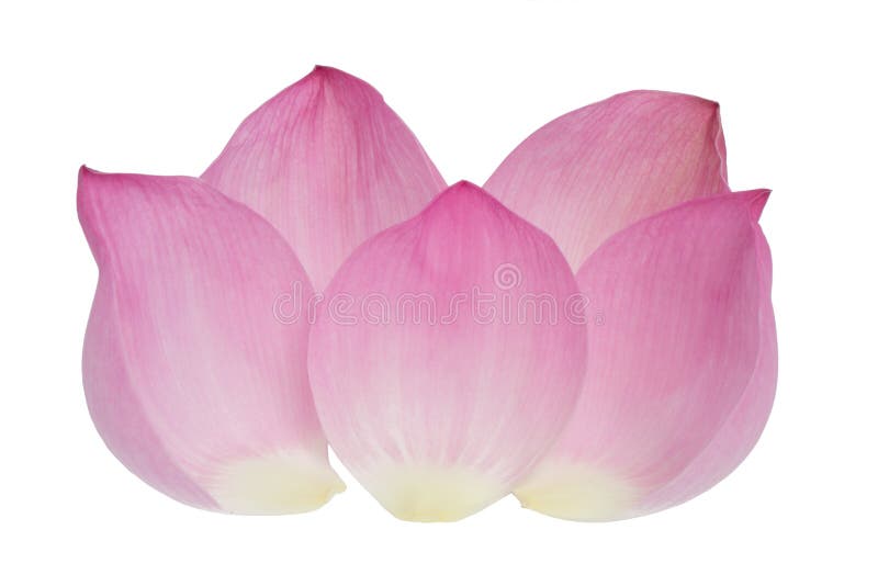 Petal of the pink lotus