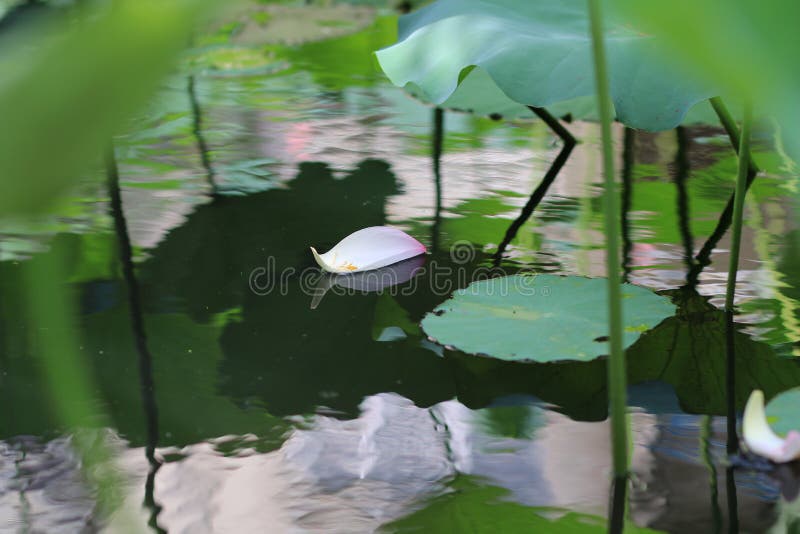 Petal in water stock photo. Image of sunlight, fragility 248273110
