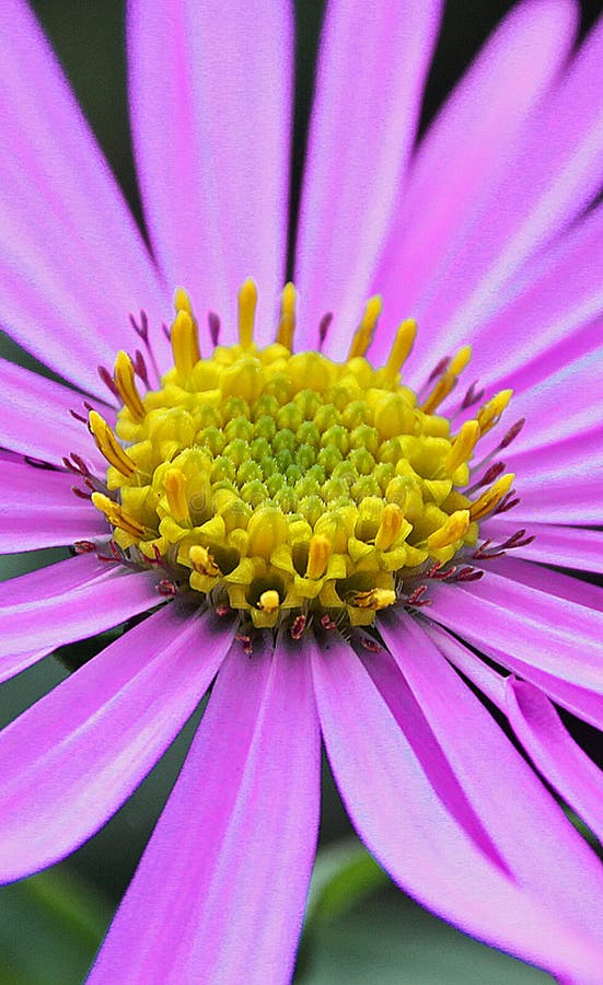 Petali di estate Petali di estate