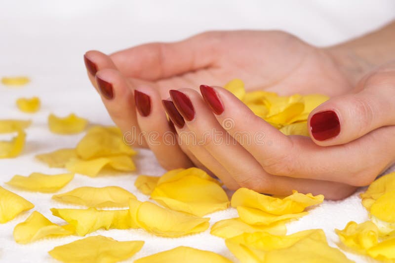 Beautiful woman hands with red manicure holding yellow rose petals. Beautiful woman hands with red manicure holding yellow rose petals