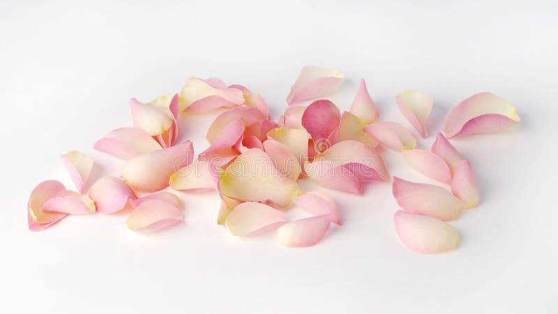 Petali di Rosa isolati su un fondo bianco fotografia stock Petali di Rosa isolati su un fondo bianco fotografia stock