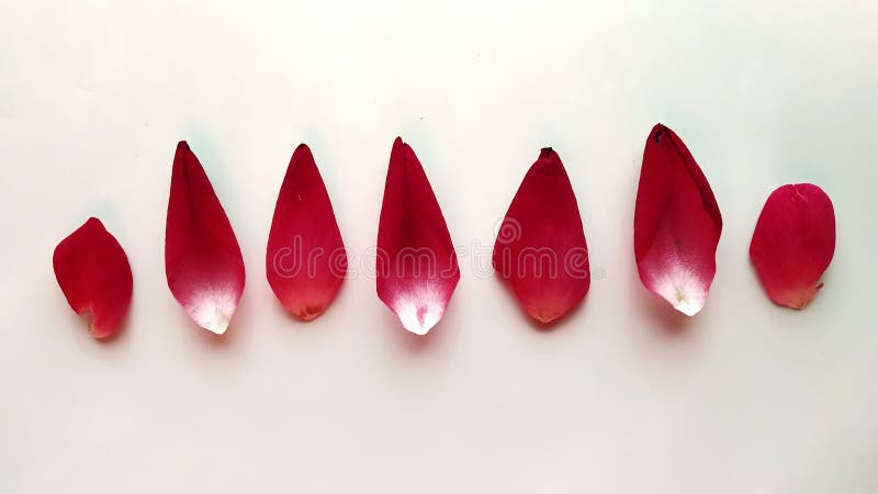 Rose petals placed in a row in bright light. Rose petals placed in a row in bright light.