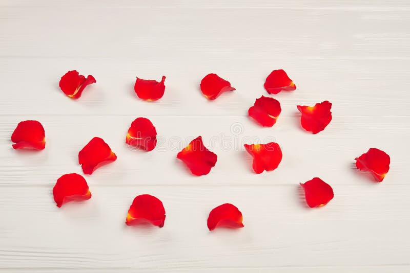 Red rose petals on white background. Petals of red rose on white wooden background. Romance and celebrations concept. Red rose petals on white background. Petals of red rose on white wooden background. Romance and celebrations concept.