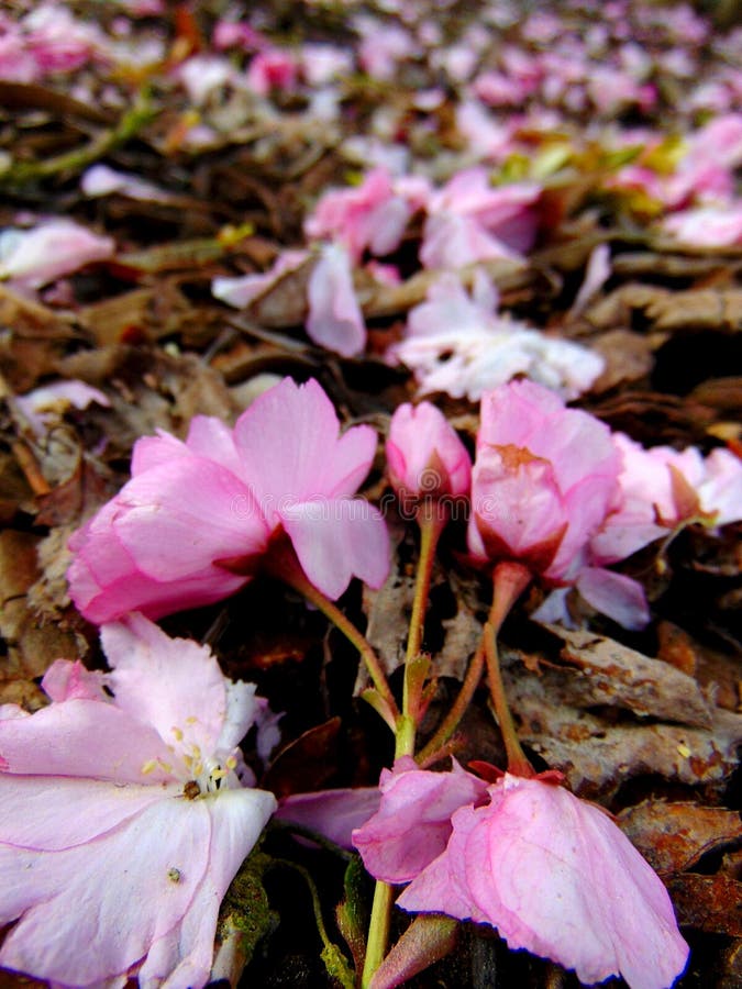 Petali rosa del fiore di ciliegia che mettono su una terra della corteccia fotografia stock Petali rosa del fiore di ciliegia che mettono su una terra della corteccia fotografia stock