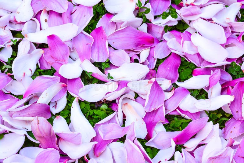 Petali rosa porpora del fiore della magnolia immagini stock libere da diritti Petali rosa porpora del fiore della magnolia immagini stock libere da diritti