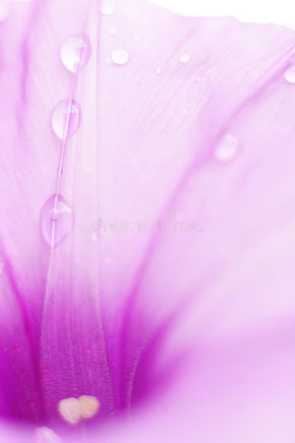 Petali rossi del fiore con le goccioline di acqua fotografie stock Petali rossi del fiore con le goccioline di acqua fotografie stock