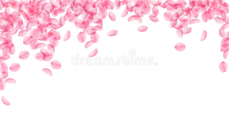 Petali sakura caduti. Fiori grandi di seta rosa romantica. petali di ciliegia volante. ricaduta