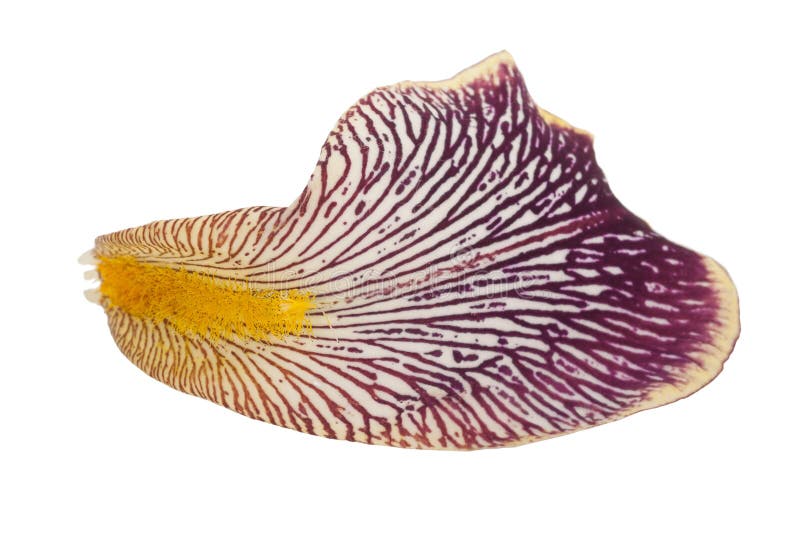 Petalo dell'iride Macro fotografia stock libera da diritti