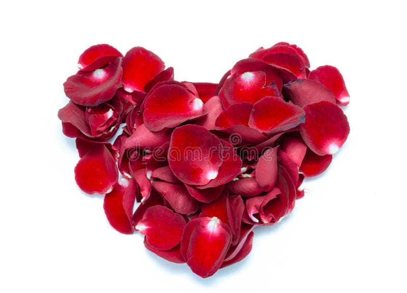 Petalo di rosa rossa di forma del cuore su fondo bianco fotografie stock libere da diritti Petalo di rosa rossa di forma del cuore su fondo bianco fotografie stock libere da diritti