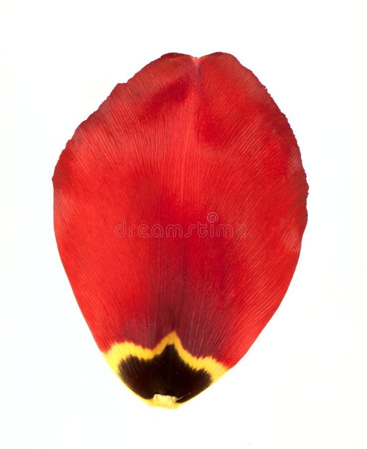 Petalo rosso del tulipano
