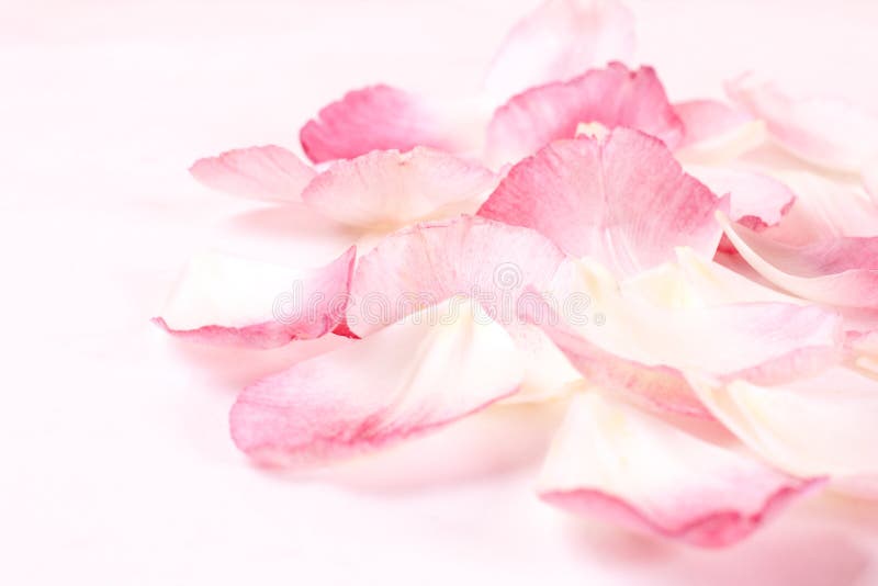 Petals royalty free stock photo