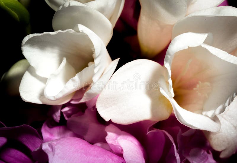 Petals in Bloom stock photo. Image of nature, bouquet 93355636