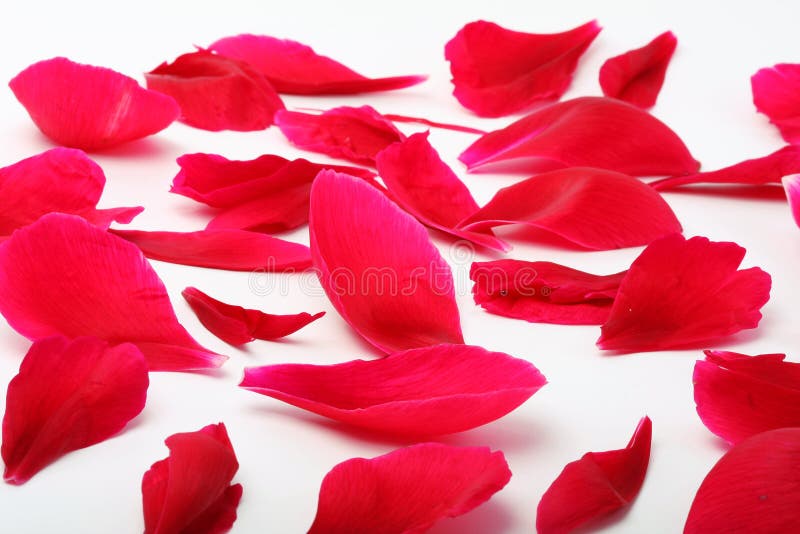 Petals of a flower a poppy stock photo. Image of gentle 14894220