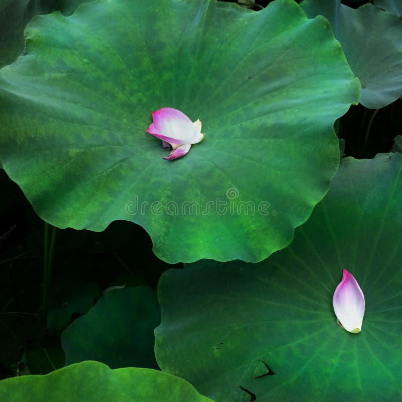 Petals on lotus leaves stock photo. Image of plants, fall 69229198