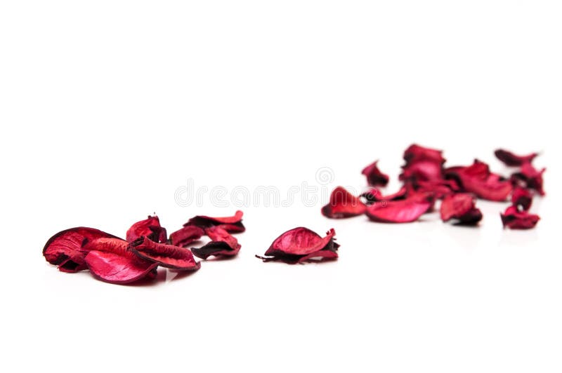Petals of love stock photo. Image of beautiful, background 39261840