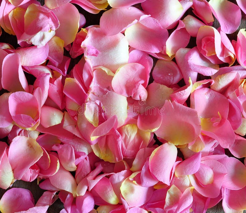 Petals of pink rose